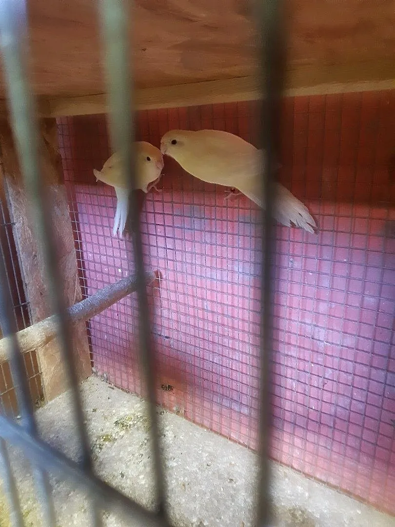 Mlode papugi kozie, Kujawsko-pomorskie, Chełmża