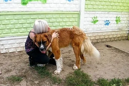 BRONEK &#8211; radosny pies z lasu szuka domu,