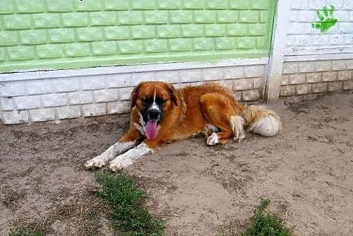 BRONEK &#8211; radosny pies z lasu szuka domu,