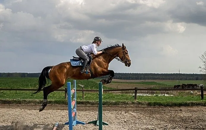 Sprzedam konia sportowego, ,