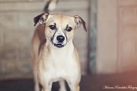 Gryzik - mały, figlarny psiak do adopcji,  łódzkie Łódź