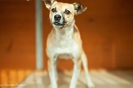 Gryzik - mały, figlarny psiak do adopcji,  łódzkie