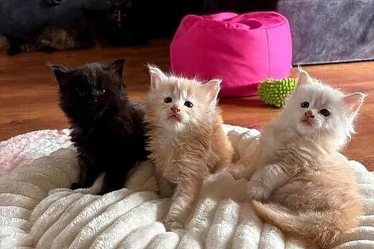 Sprzedam 2 kocurki rasy maine coon.