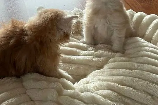 Sprzedam 2 kocurki rasy maine coon., Wielkopolskie, Smyczyna