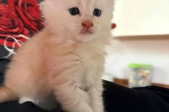 Sprzedam 2 kocurki rasy maine coon., Wielkopolskie, Smyczyna