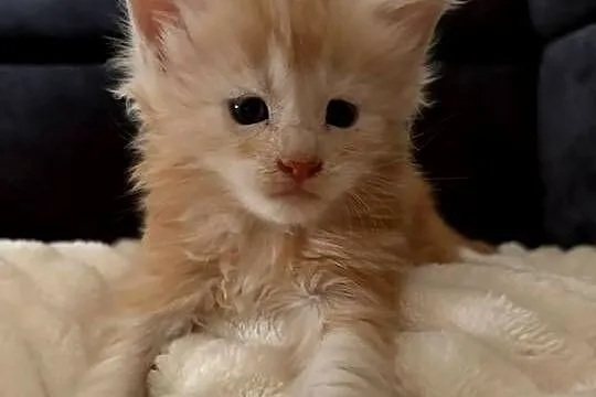 Sprzedam 2 kocurki rasy maine coon., Wielkopolskie, Smyczyna