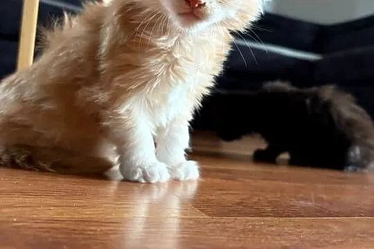 Sprzedam 2 kocurki rasy maine coon., Wielkopolskie, Smyczyna