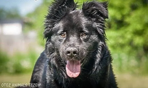 OTOZ Animals - Tango - cudowny, czarny misiu czeka