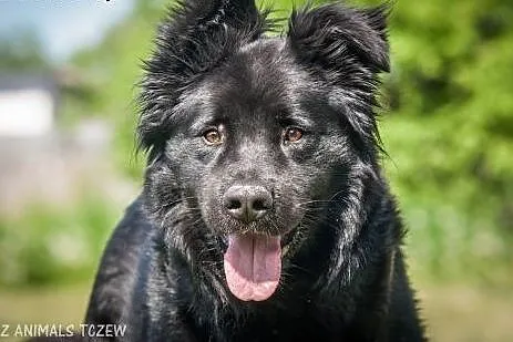 OTOZ Animals - Tango - cudowny, czarny misiu czeka
