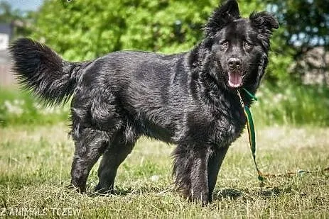 OTOZ Animals - Tango - cudowny, czarny misiu czeka
