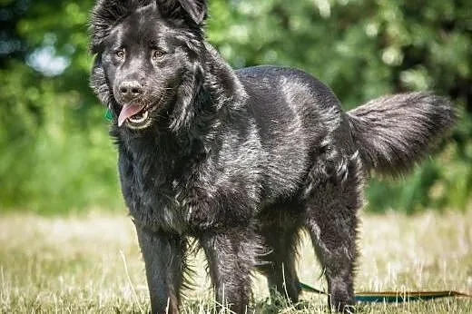 OTOZ Animals - Tango - cudowny, czarny misiu czeka