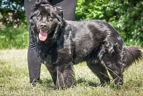 OTOZ Animals - Tango - cudowny, czarny misiu czeka