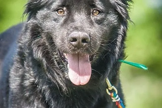 OTOZ Animals - Tango - cudowny, czarny misiu czeka