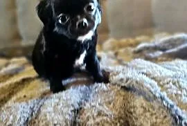 Chihuahua Słodki Blaki szuka nową rodzinkę Rodowód FCI
