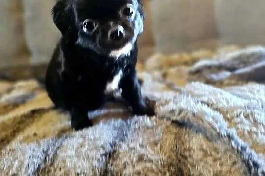 Chihuahua Słodki Blaki szuka nową rodzinkę Rodowód FCI
