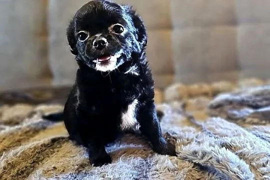 Chihuahua Słodki Blaki szuka nową rodzinkę Rodowód FCI, Zachodniopomorskie, Kołobrzeg