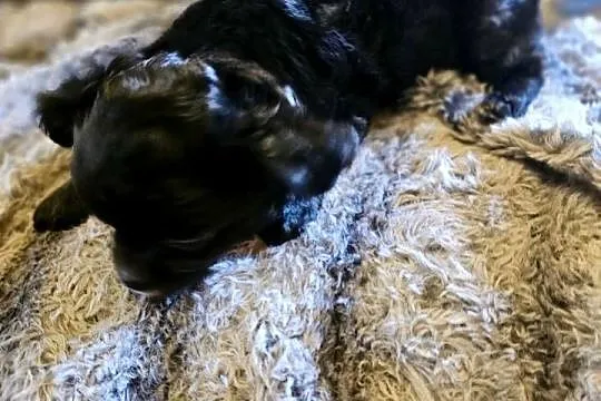 Chihuahua Słodki Blaki szuka nową rodzinkę Rodowód FCI, Zachodniopomorskie, Kołobrzeg