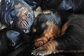 Szczenięta dobermana po Championie z bardzo dobrym rodowodem (FCI) ZKwP