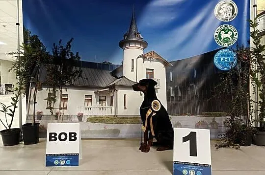 Szczenięta dobermana po Championie z bardzo dobrym rodowodem (FCI) ZKwP, Lubelskie, Lublin
