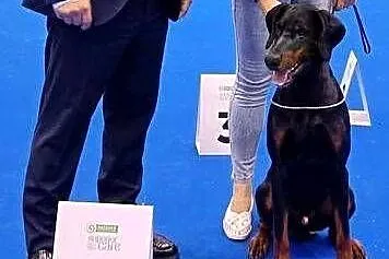 Szczenięta dobermana po Championie z bardzo dobrym rodowodem (FCI) ZKwP, Lubelskie, Lublin