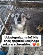 Dżinks - przyjazny, rodzinny szorściak! Kiedyś oczy pełne nadziei, dziś zasnute smutkiem i tęsknotą