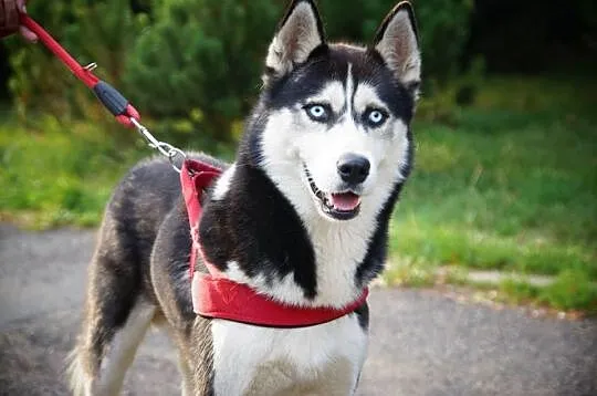 Aro - łagodny husky o niespożytej energii ADOPCJA