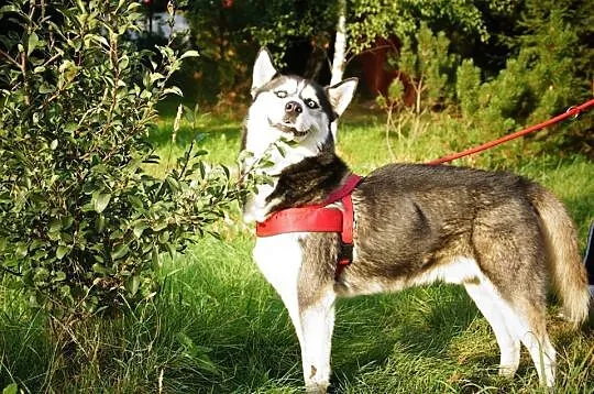 Aro - łagodny husky o niespożytej energii ADOPCJA