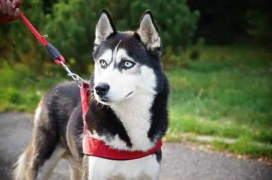 Aro - łagodny husky o niespożytej energii ADOPCJA