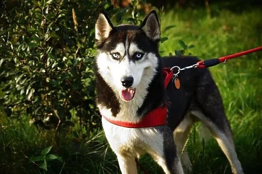 Aro - łagodny husky o niespożytej energii ADOPCJA