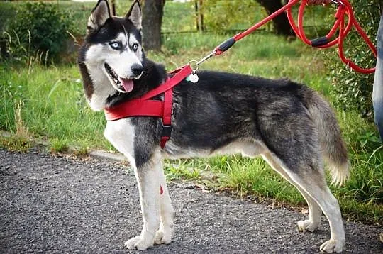 Aro - łagodny husky o niespożytej energii ADOPCJA