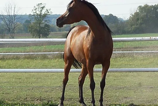 Klacz arabska, Żakowice