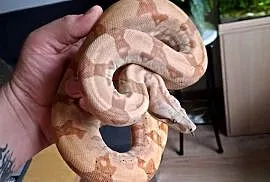 Boa dusiciel z papierami. Rejestrowany