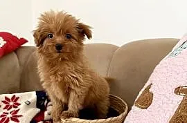 POMAPOO szpic miniaturowy & pudel toy suczka