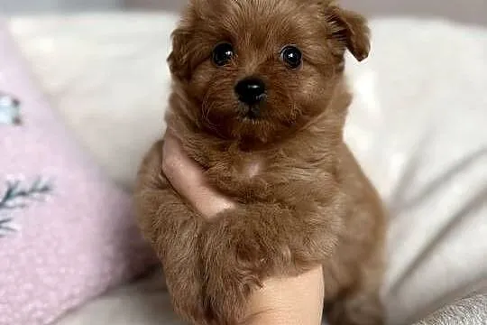 POMAPOO szpic miniaturowy & pudel toy suczka, Łódzkie, Rębieskie