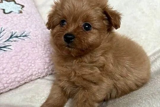 POMAPOO szpic miniaturowy & pudel toy suczka, Łódzkie, Rębieskie
