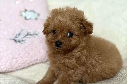 POMAPOO szpic miniaturowy & pudel toy suczka, Łódzkie, Rębieskie