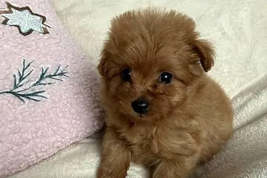 POMAPOO szpic miniaturowy & pudel toy suczka, Łódzkie, Rębieskie