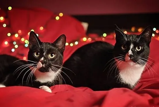 Bracia Figo i Fago (w pakiecie) polecają się do adopcji!