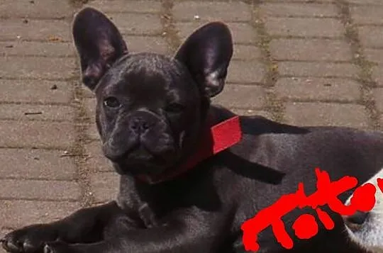 Buldog francuski oferuje, , Barczewo