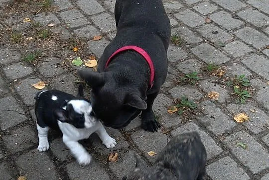 Buldog francuski oferuje, , Barczewo