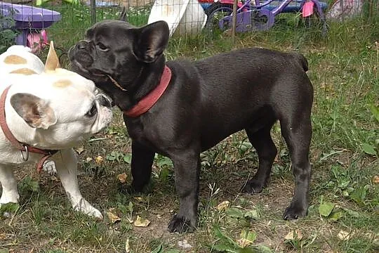 Buldog francuski oferuje, , Barczewo