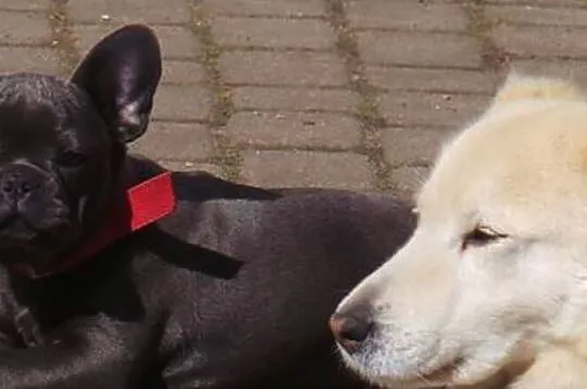Buldog francuski oferuje, , Barczewo