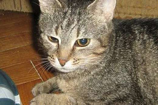 Wieczny Kociak do adopcji!!!,  łódzkie Łódź