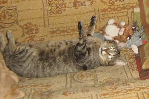 Wieczny Kociak do adopcji!!!,  łódzkie Łódź