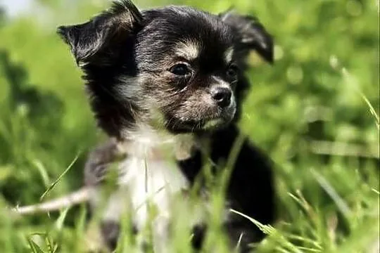 Chihuahua