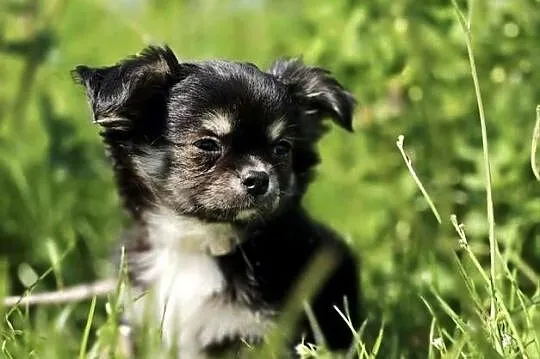 Chihuahua, Pomorskie, Trąbki Wielkie