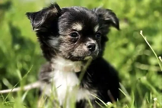Chihuahua, Pomorskie, Trąbki Wielkie