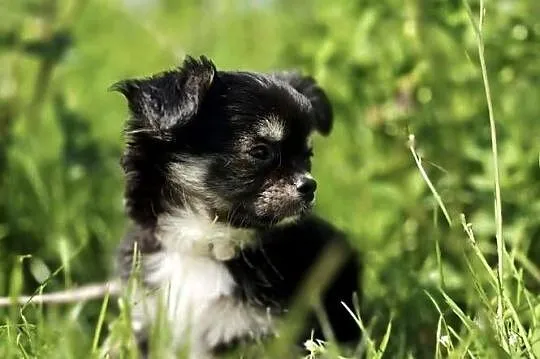 Chihuahua, Pomorskie, Trąbki Wielkie