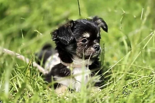 Chihuahua, Pomorskie, Trąbki Wielkie