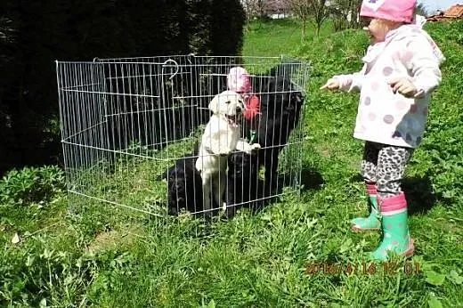 Labrador retriever- cudne biszkopciki i czarne,  m